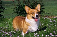Welsh Pembroke Corgi Sitting In Grass Fine Art Print