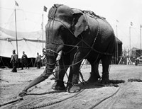 1930s Circus Elephant Draped In Chains Fine Art Print