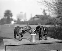 1890S Two Dachshund Puppies Fine Art Print