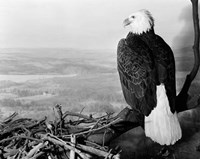 Museum Setting View Of Bald Eagle Fine Art Print