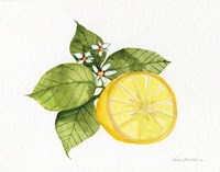 Citrus Garden IX Fine Art Print