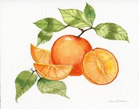 Citrus Garden VIII Fine Art Print