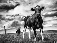 Waiting BW Crop Fine Art Print