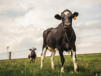 Waiting Color Fine Art Print