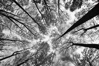 Looking Up I BW Fine Art Print