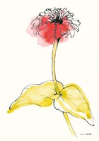 Zinnia II Fine Art Print