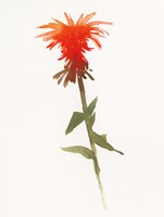 Salmon Monarda II Fine Art Print