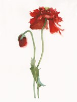 Red Somniferum Fine Art Print