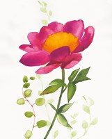 Some Favorites IV Framed Print