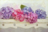 Blue and Pink Hydrangea flowers on a Bench Fine Art Print