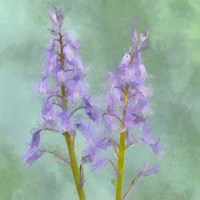 Blue Bells Fine Art Print