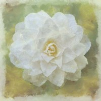 Camelia White Fine Art Print