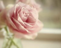 Dreamy Rose Fine Art Print