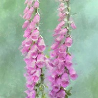 Foxgloves Fine Art Print