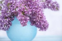Lilacs in Blue Vase III Fine Art Print