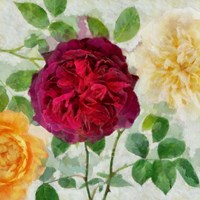 Peonies and Roses II Fine Art Print