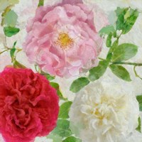 Peonies and Roses III Fine Art Print