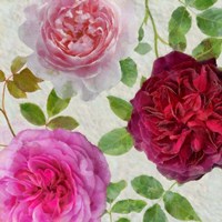 Peonies and Roses V Fine Art Print