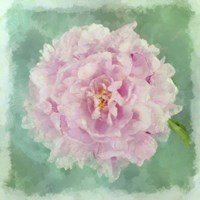 Peony Pink Fine Art Print