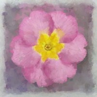 Primrose Pink Fine Art Print