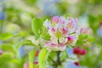 Apple Blossom Fine Art Print