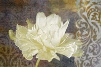 Classic Double White Tulip I Fine Art Print