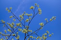 Maple Flowers Fine Art Print