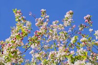 Spring Apple Blossom Fine Art Print
