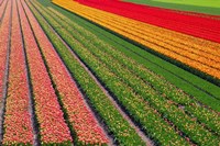 Tulip Field In Orang, Red And Green Fine Art Print