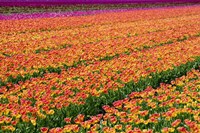 Tulip Field Orange Fine Art Print