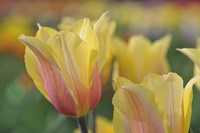 Tulip Flower Blushing Beauty Fine Art Print