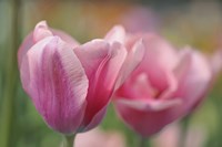 Tulip Flower Pink Mirella Fine Art Print