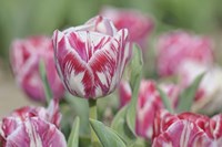 Tulip Rembrandt-Spaendonck Fine Art Print