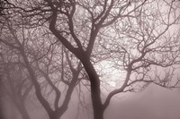 Hazy Dawn with Tree Tree Silhouettes Fine Art Print
