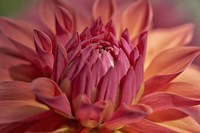 Red Dahlia Fine Art Print
