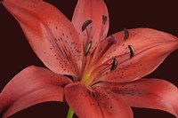 Red Lily Fine Art Print