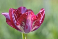 Ruby Rembrandt Tulip Fine Art Print
