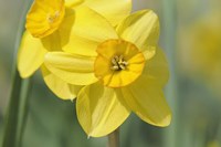 Yellow Daffodils Fine Art Print