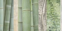 Green Bamboo Collage Fine Art Print