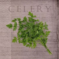 Classic Herbs Celery Fine Art Print