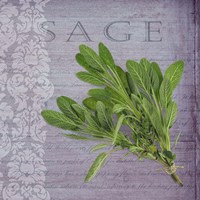 Classic Herbs Sage Fine Art Print