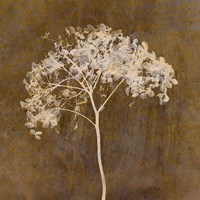 Hortensia Silhouette Bronze Fine Art Print