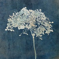 Hortensia Silhouette Sapphire Fine Art Print
