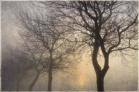 Mystic Trees with Owl Fine Art Print