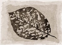 Sepia Leaf Fine Art Print