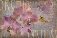 Orchid I Fine Art Print
