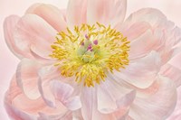 Salmon Pink Peony Fine Art Print