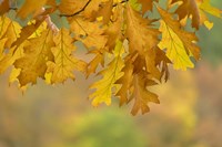 Autumn Oak Leaves Fine Art Print