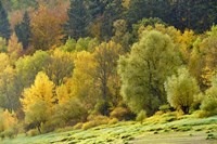 Autumn Trees Fine Art Print