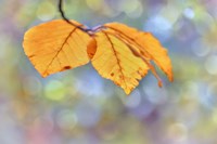 Beech Leaves Fine Art Print